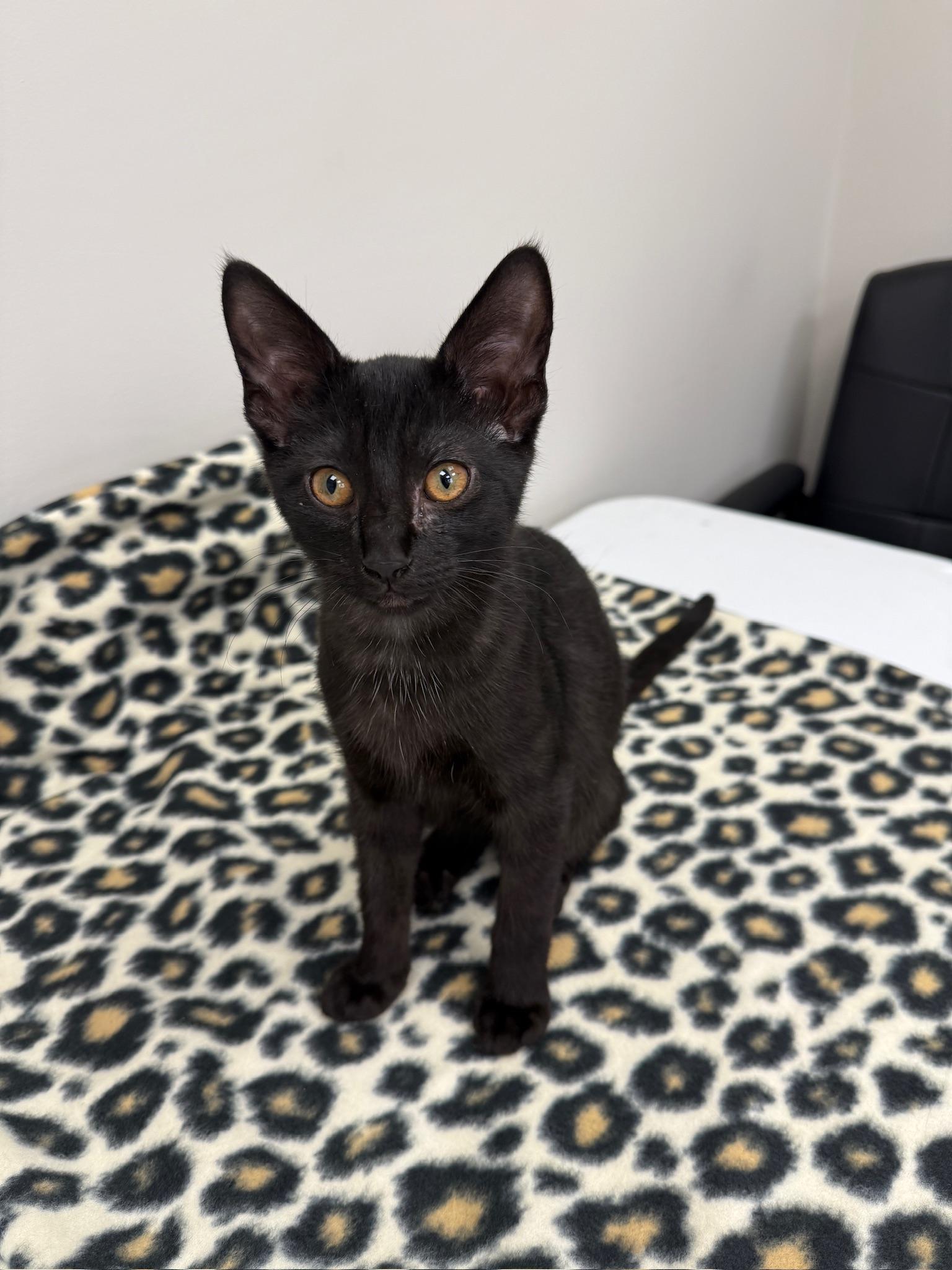 Jaro, Adoptable, Kitten Male Domestic Short Hair.