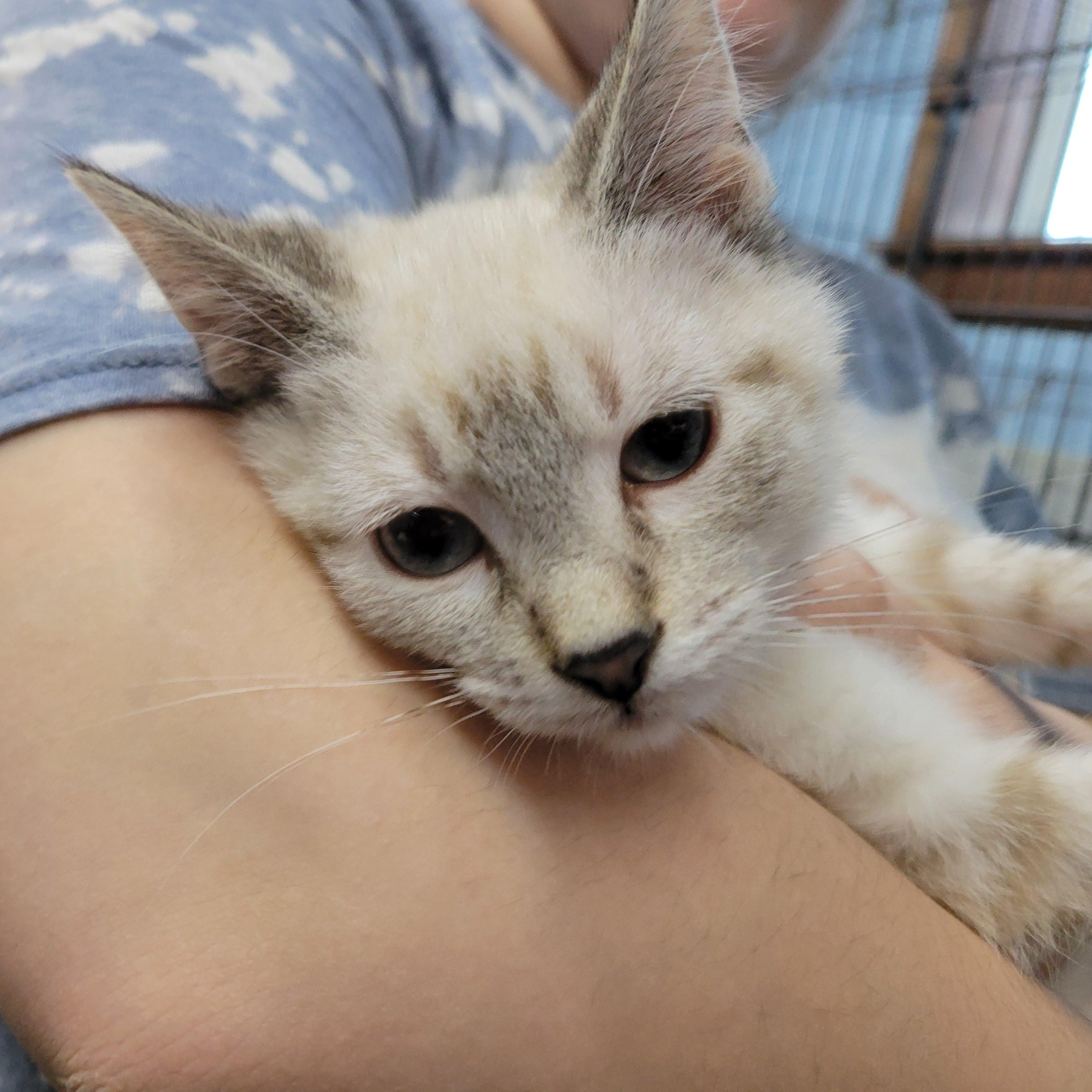 Enlarge Opal, a ADOPTABLE Domestic Short Hair in Clarinda, IA image 2/3