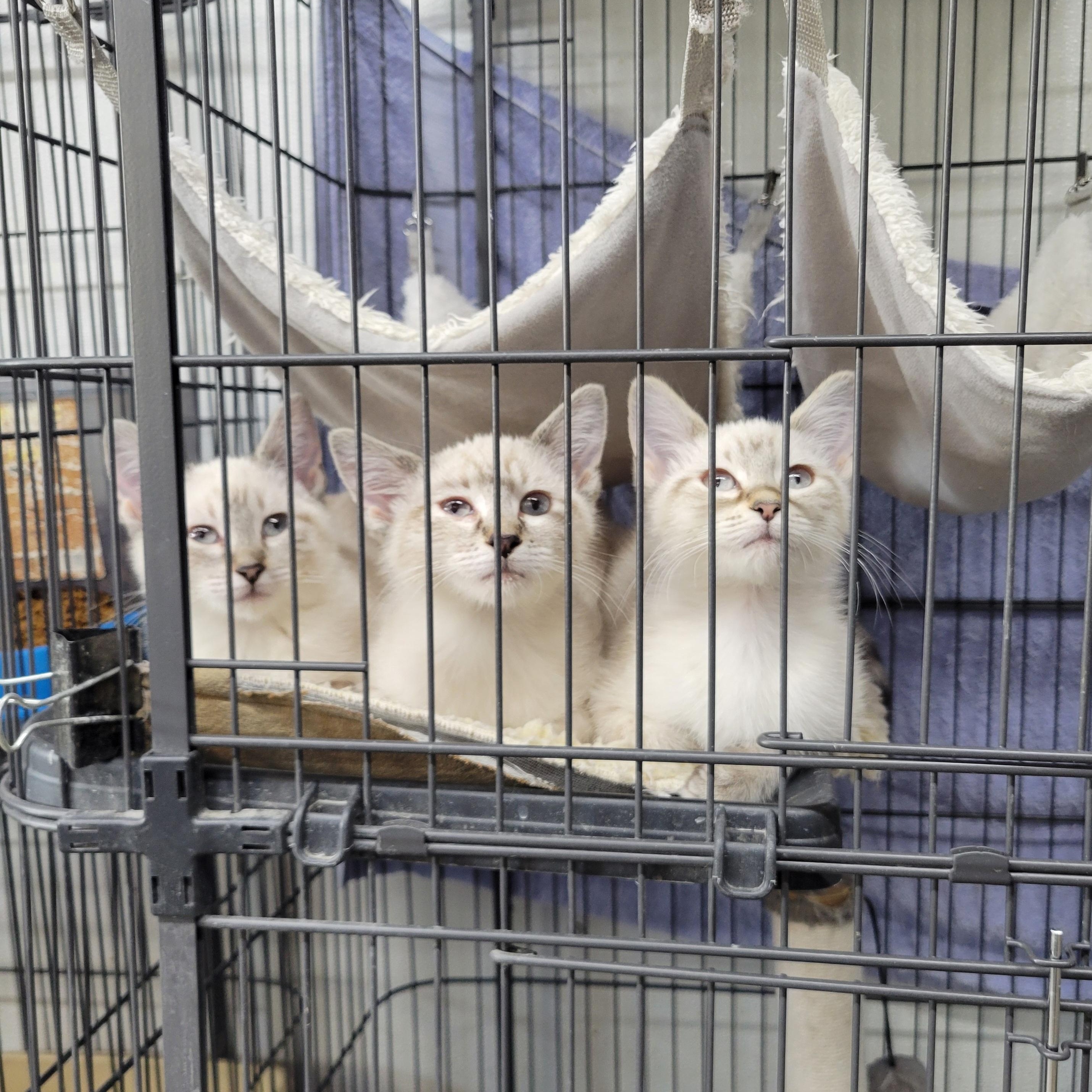 Enlarge Opal, a ADOPTABLE Domestic Short Hair in Clarinda, IA image 3/3