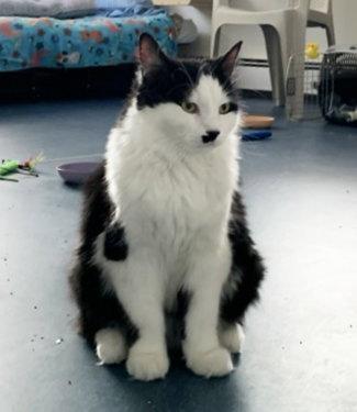 Enlarge Fig, a Adoptable Domestic Long Hair in St. Johnsbury, VT image 2/3