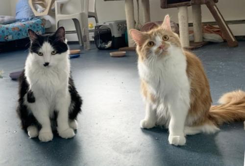 Enlarge Fig, a Adoptable Domestic Long Hair in St. Johnsbury, VT image 3/3