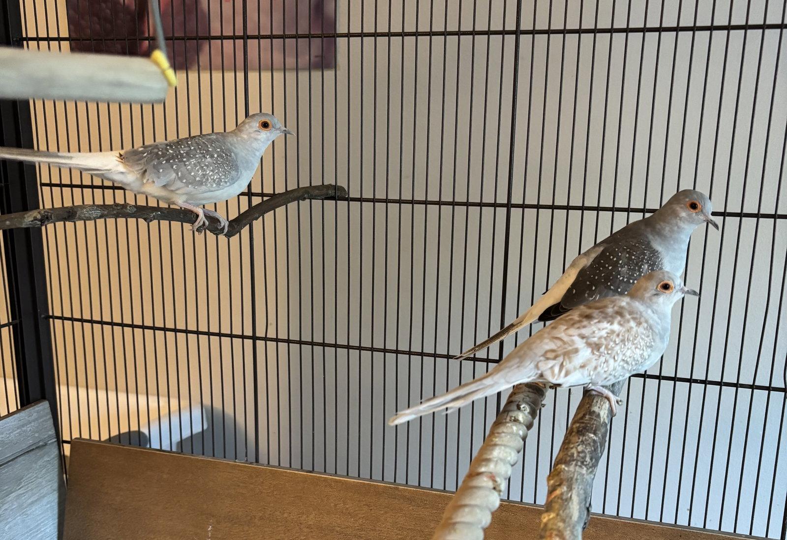 Enlarge Holly Glory and Rose, a Adoptable Dove in Aurora, IL image 1/1