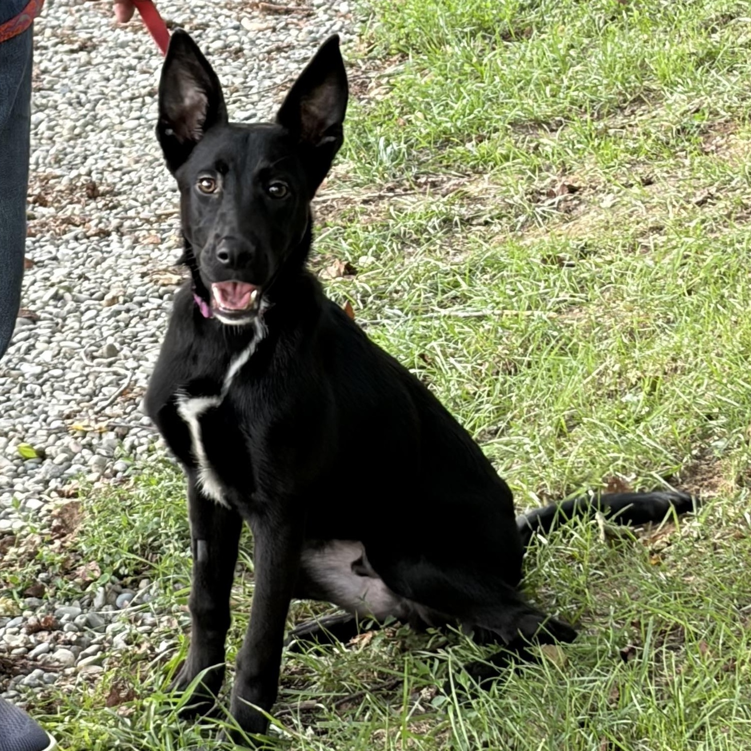 Enlarge Shadow, a Adoptable mixed breed in West Grove, PA image 3/4