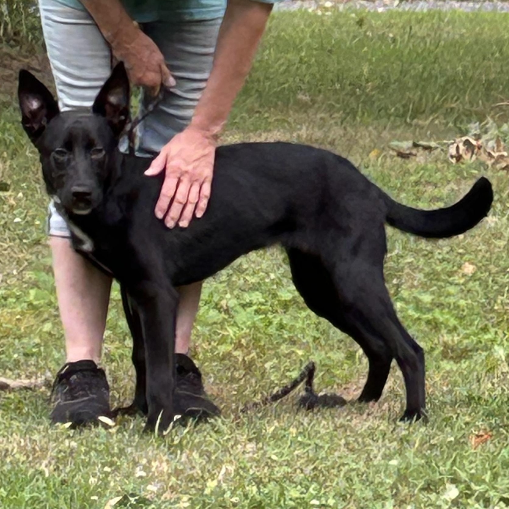 Enlarge Shadow, a Adoptable mixed breed in West Grove, PA image 4/4