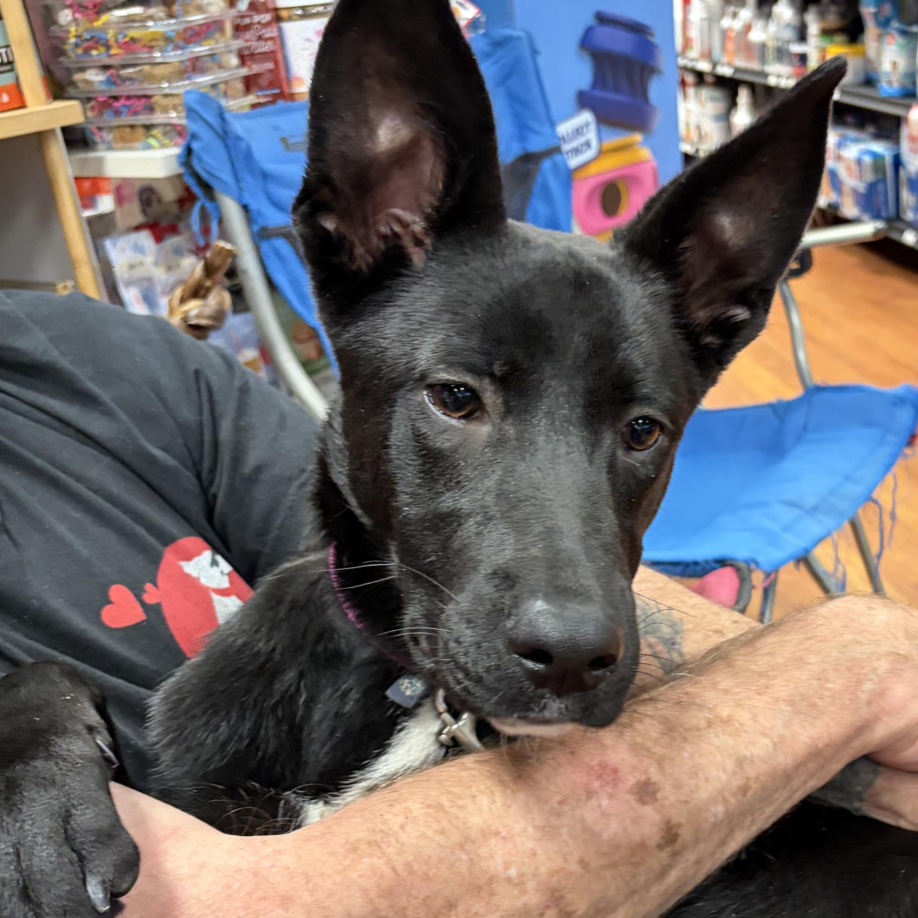 Enlarge Shadow, a Adoptable mixed breed in West Grove, PA image 1/4