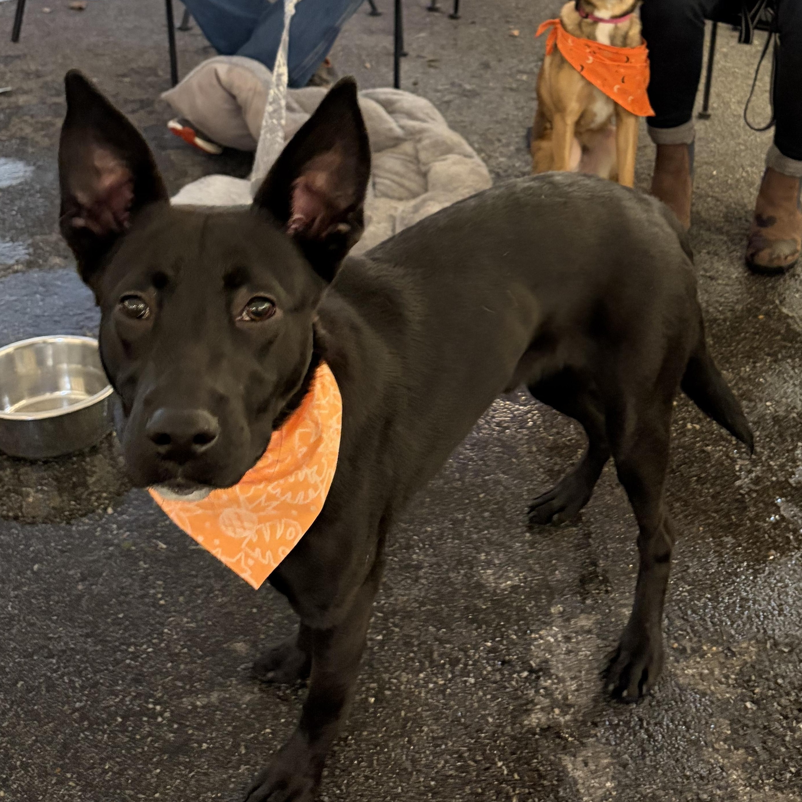 Enlarge Shadow, a Adoptable mixed breed in West Grove, PA image 2/4
