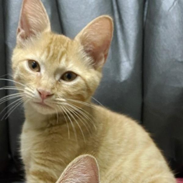 Enlarge Poppi, a Adoptable Domestic Short Hair in Concord, NH image 1/1