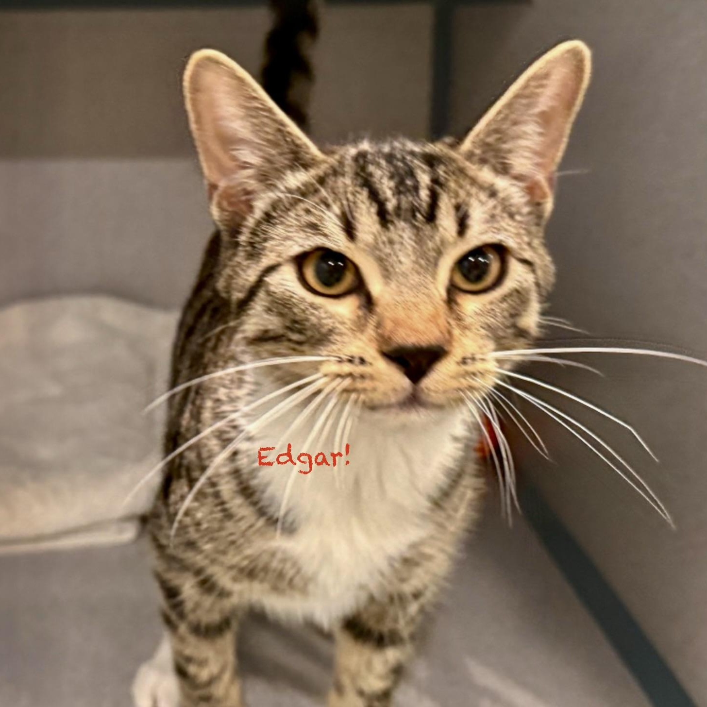 Edgar II, adopted, Young Male Tabby & Domestic Short Hair.
