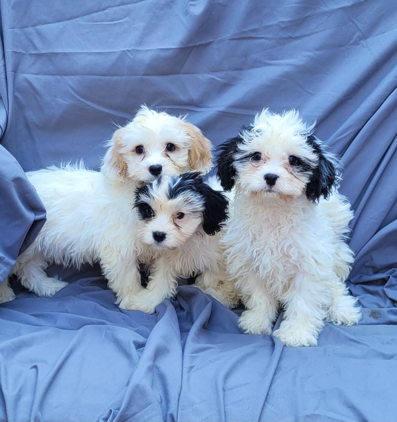 Cramer or Jerry or George, an adoptable Cavachon in Woodsfield, OH, 43793 | Photo Image 1