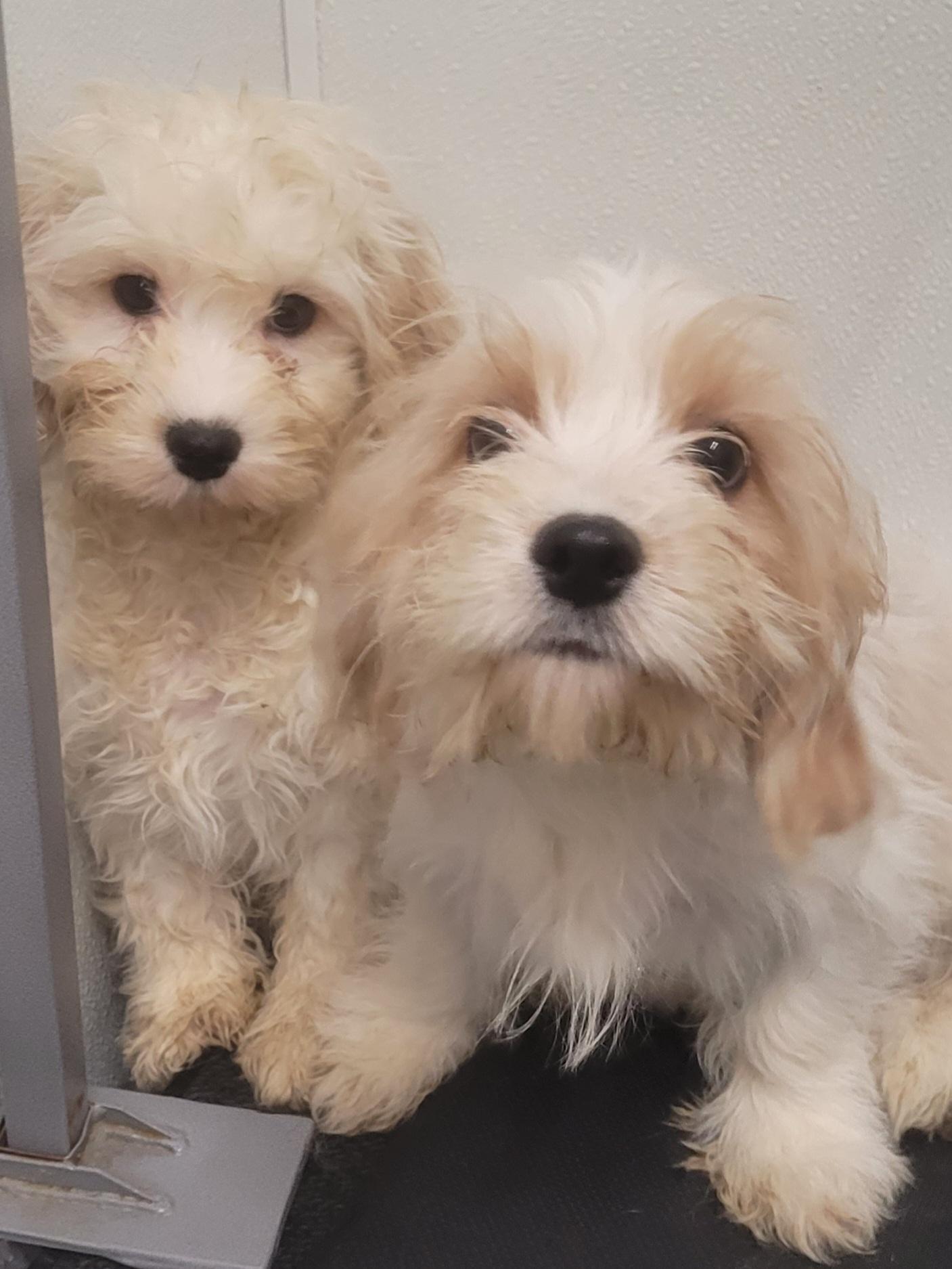 Cavachon thumbnail 4