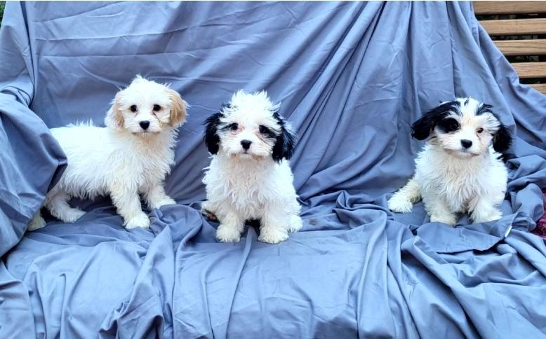 Cramer or Jerry or George, an adoptable Cavachon in Woodsfield, OH, 43793 | Photo Image 3