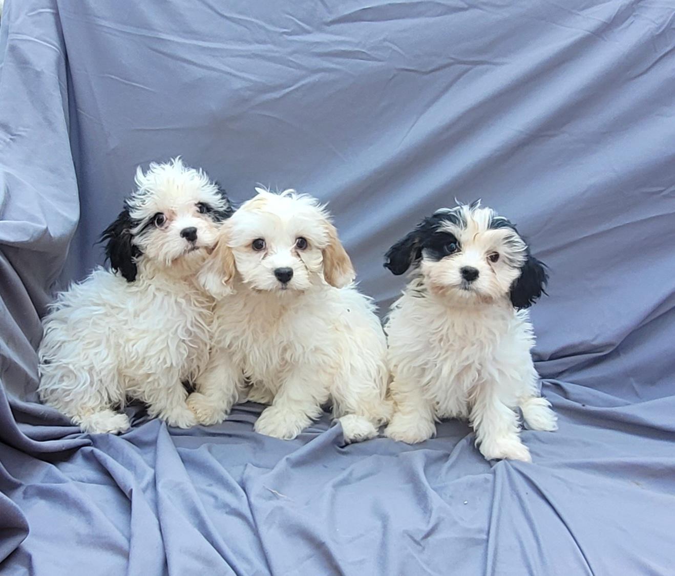 Cramer or Jerry or George, an adoptable Cavachon in Woodsfield, OH, 43793 | Photo Image 5