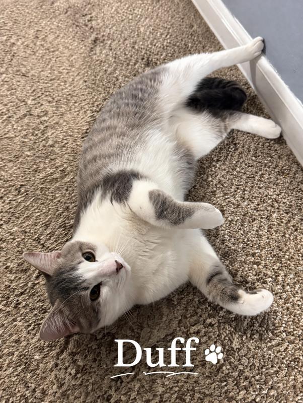 Enlarge Duff , a ADOPTABLE Domestic Short Hair in Turnersville, NJ image 1/1
