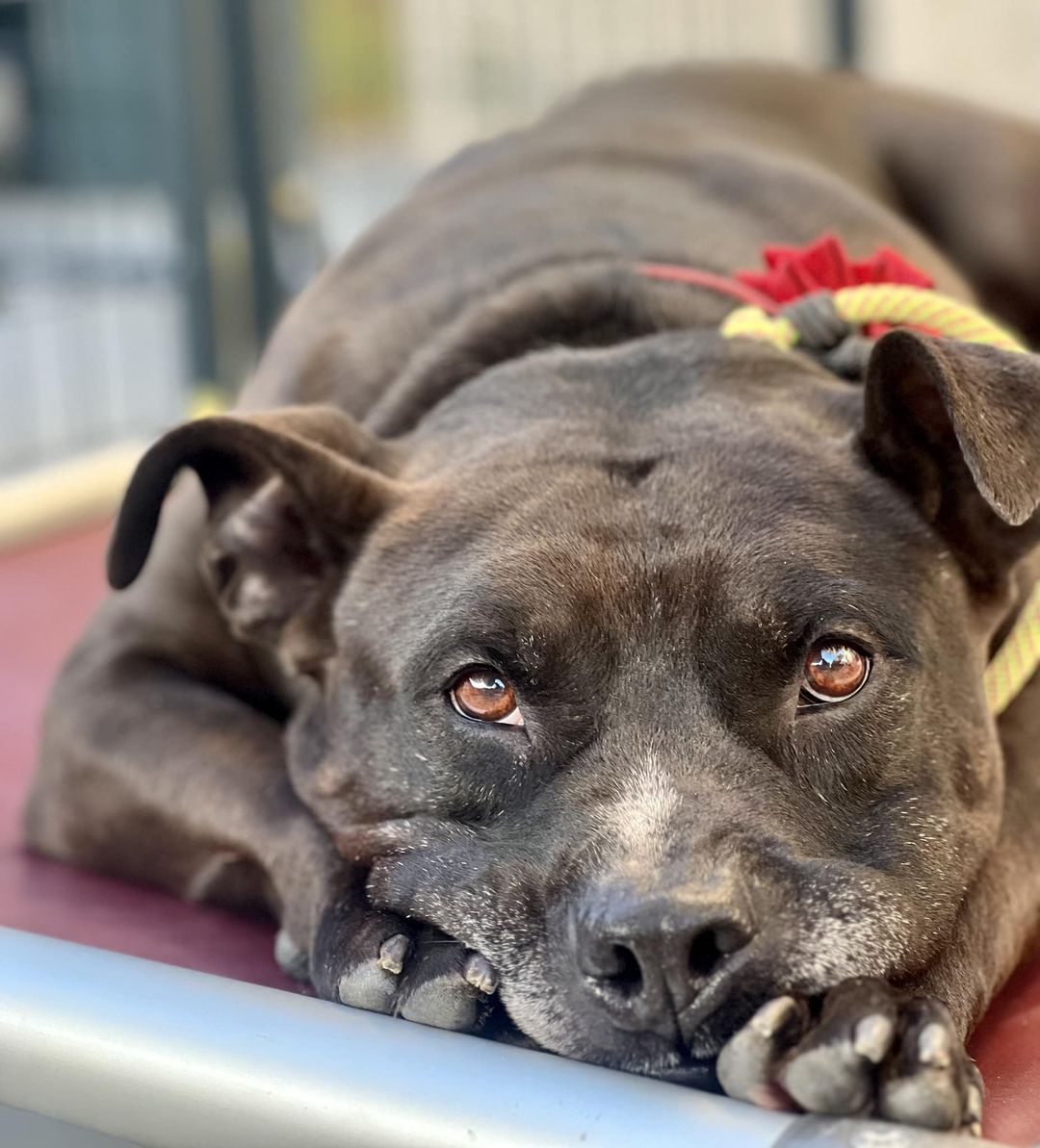 NICO, a Adoptable mixed breed in Thousand Oaks, CA image 1/6