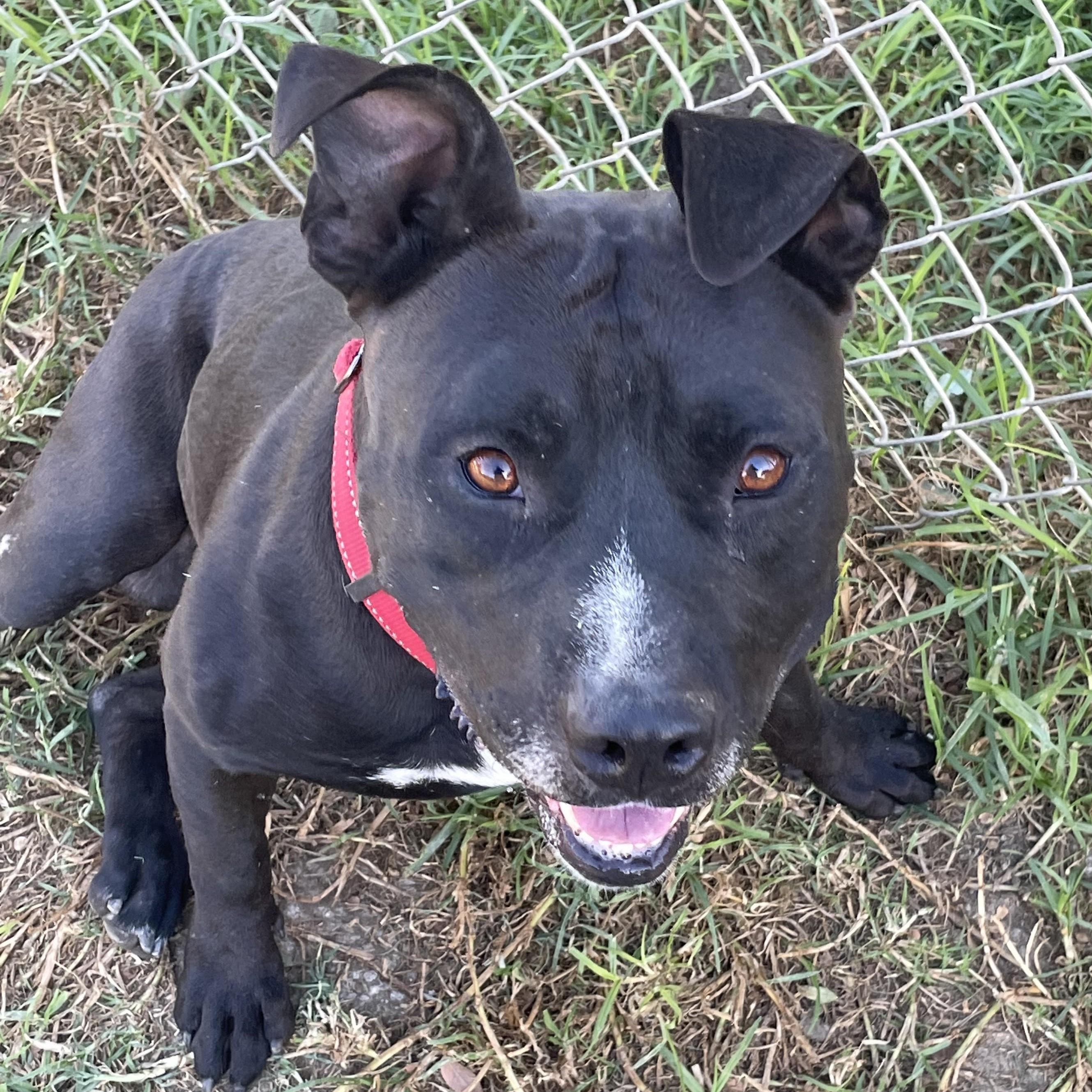 NICO, an adoptable American Staffordshire Terrier, Pit Bull Terrier in Thousand Oaks, CA, 91360 | Photo Image 2