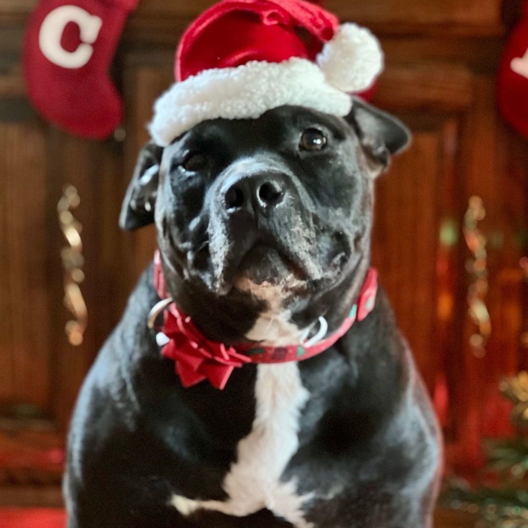 NICO, a Adoptable mixed breed in Thousand Oaks, CA image 4/6