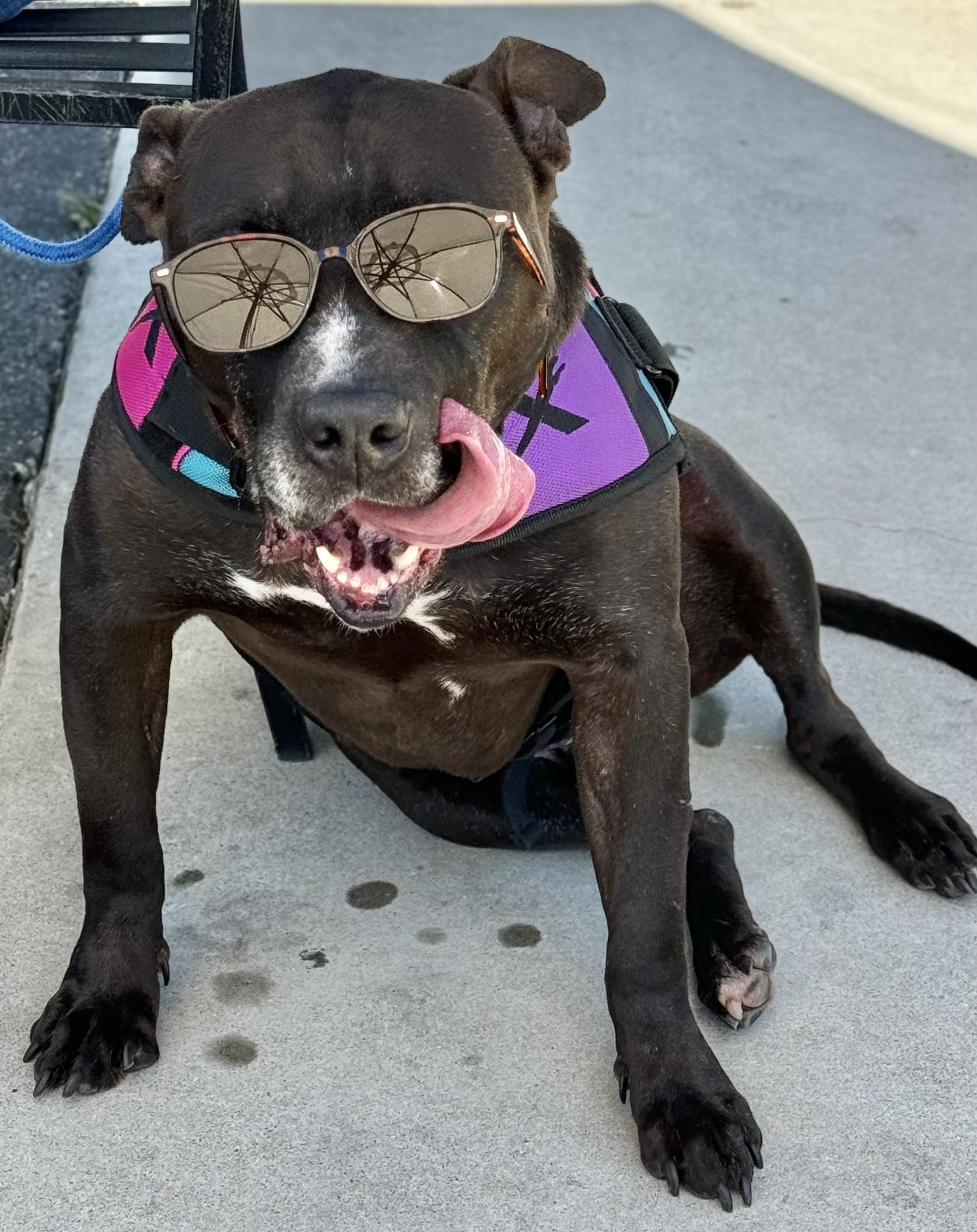 NICO, an adoptable American Staffordshire Terrier, Pit Bull Terrier in Thousand Oaks, CA, 91360 | Photo Image 3