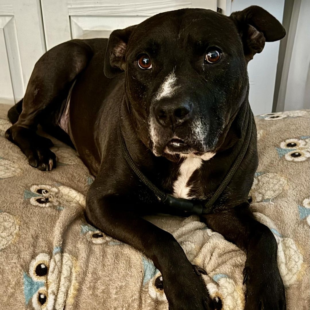 NICO, an adoptable American Staffordshire Terrier, Pit Bull Terrier in Thousand Oaks, CA, 91360 | Photo Image 3