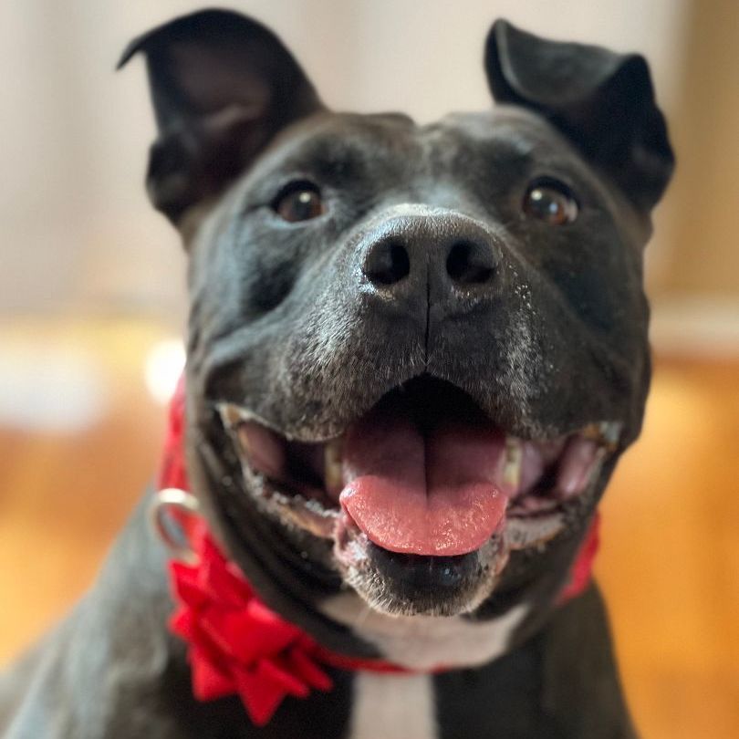 NICO, a Adoptable mixed breed in Thousand Oaks, CA image 5/6