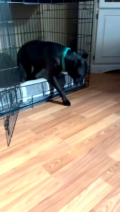 Enlarge NICO, a Adoptable mixed breed in Thousand Oaks, CA video 6/6