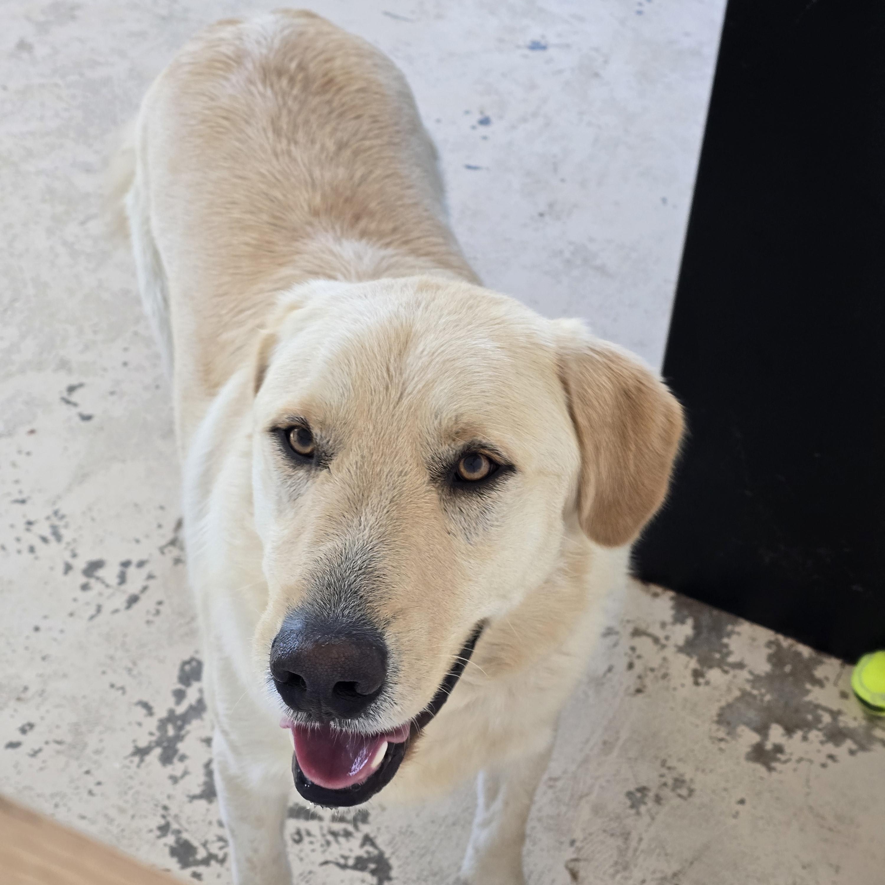Enlarge Jack , an adopted Yellow Labrador Retriever in Dandridge, TN image 2/2