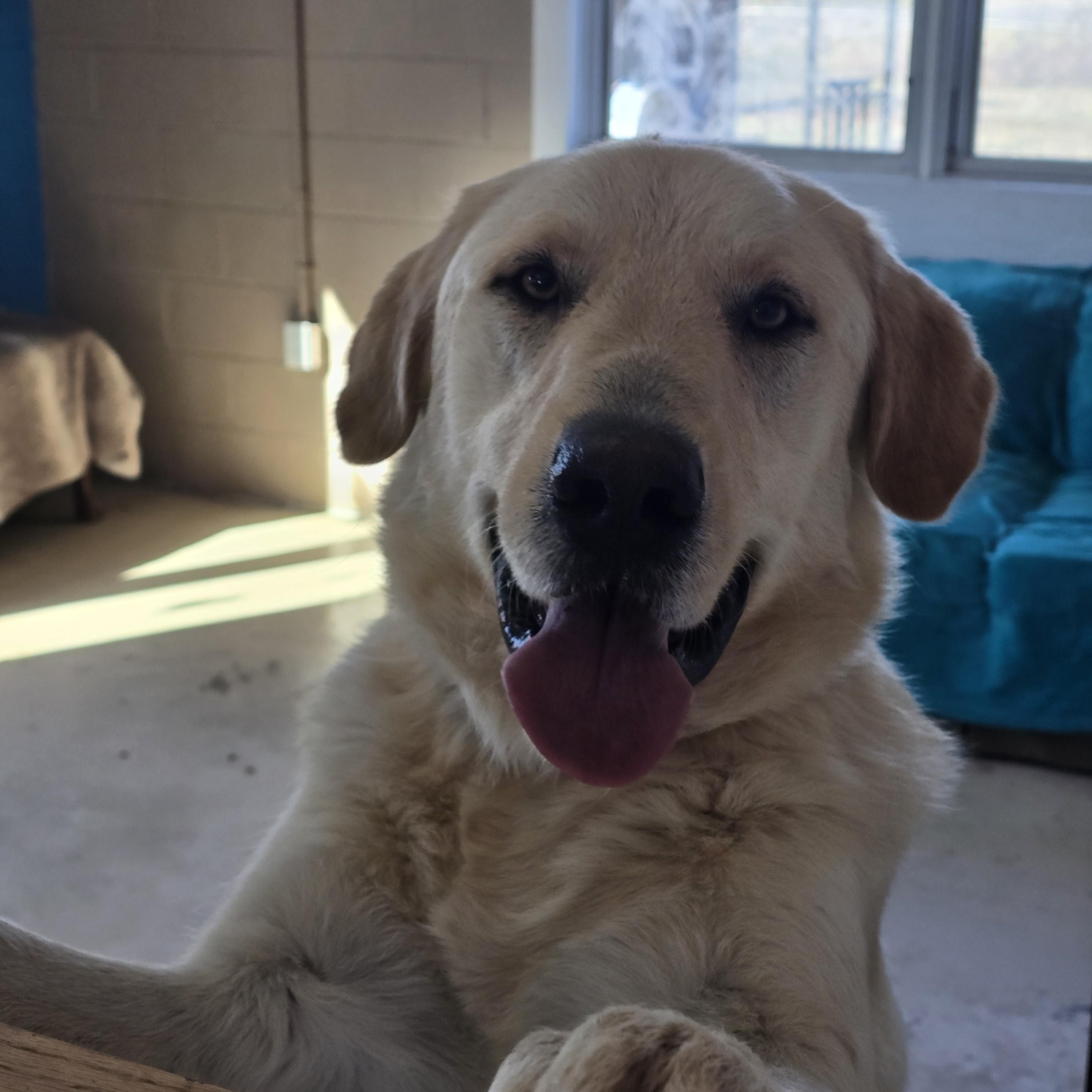 Enlarge Jack , an adopted Yellow Labrador Retriever in Dandridge, TN image 1/2