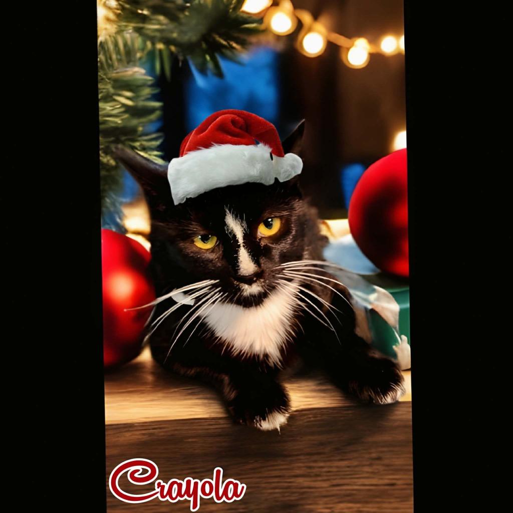 Crayola, Adoptable, Young Female Domestic Short Hair.