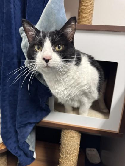 Maluka, Adoptable, Adult Female Domestic Short Hair & Domestic Short Hair.