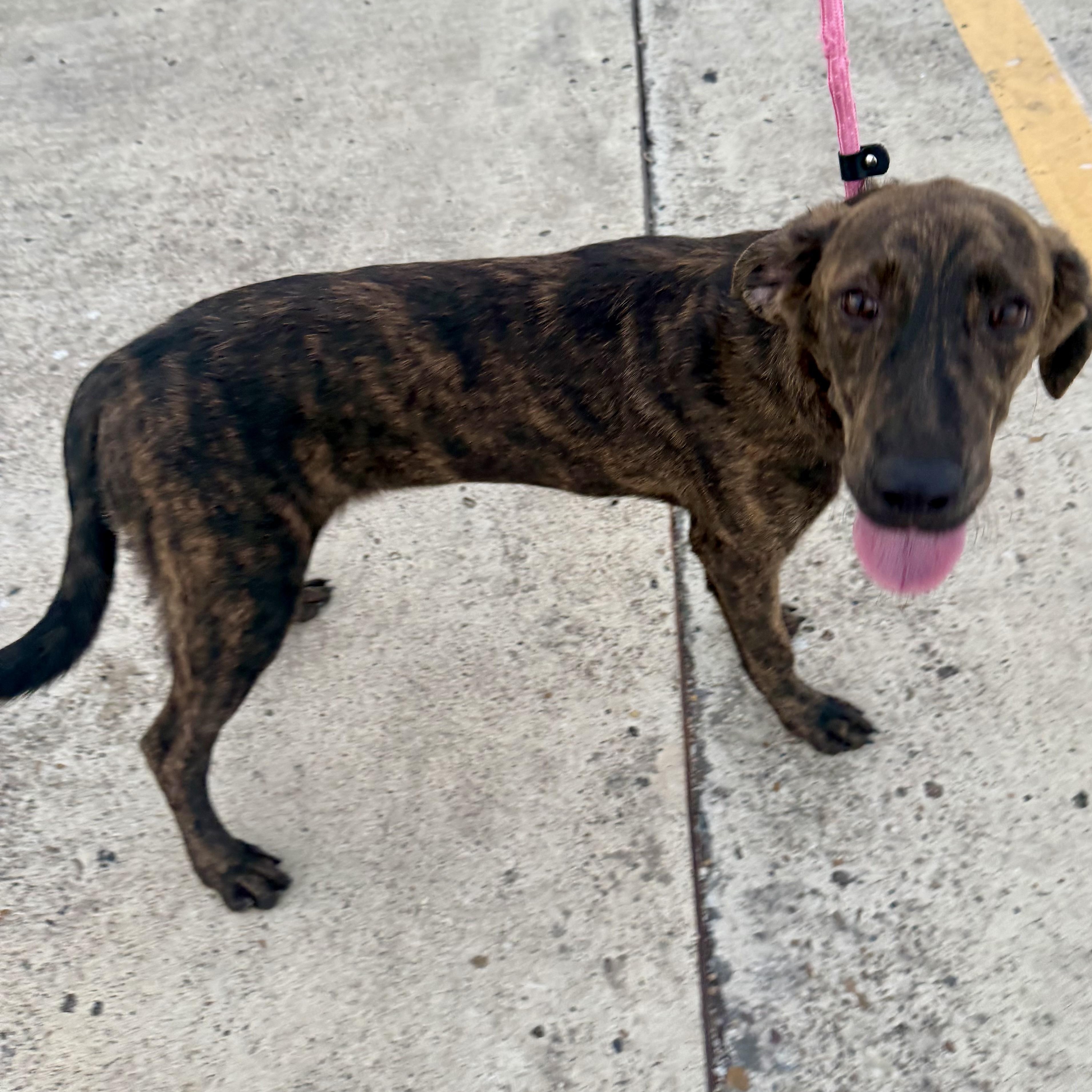 Enlarge Andi, a Adoptable mixed breed in Philadelphia, PA image 3/5