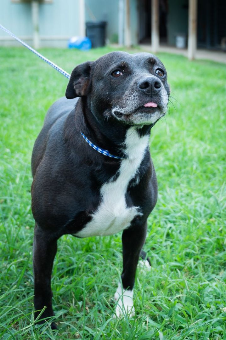 Enlarge Molly, a Adoptable mixed breed in Mineola, TX image 1/1
