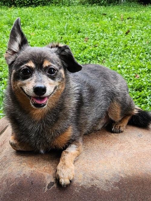 Enlarge Rocky, an adopted Chihuahua in Franklin, TN image 2/5