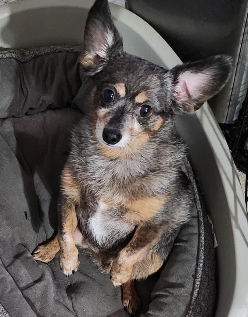 Enlarge Rocky, an adopted Chihuahua in Franklin, TN image 3/5