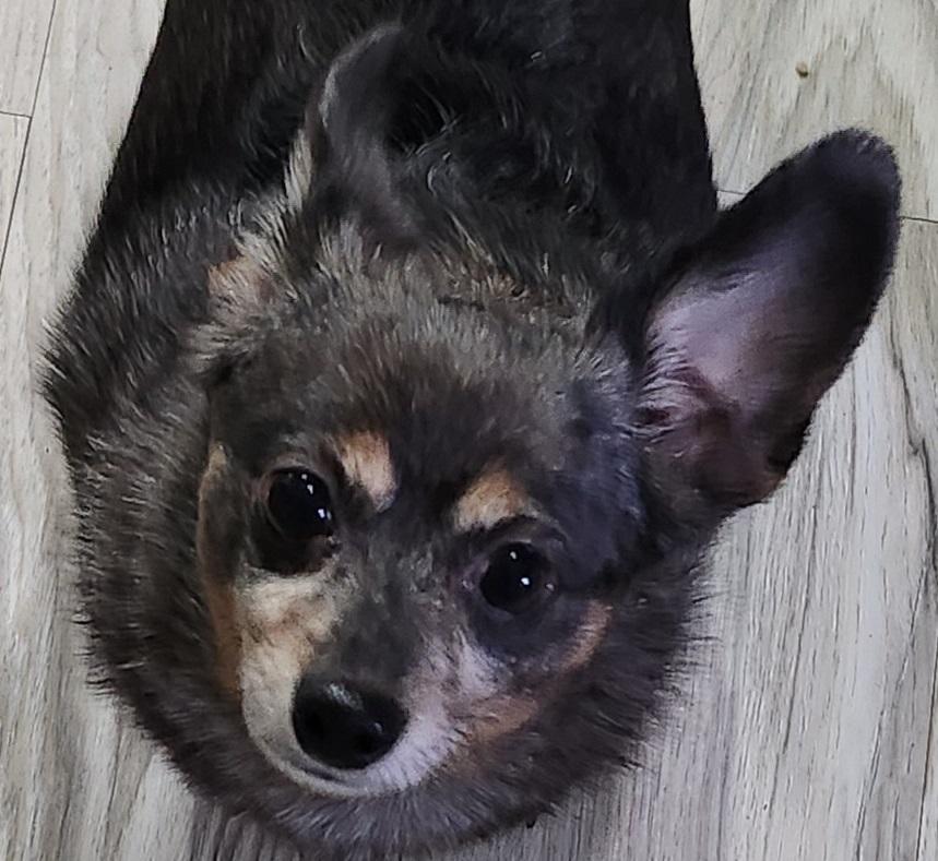 Rocky, adopted, Adult Male Chihuahua.