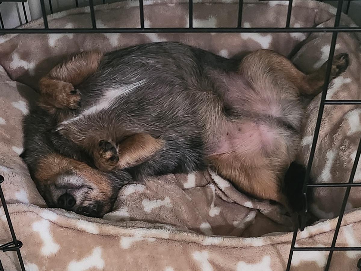 Enlarge Rocky, an adopted Chihuahua in Franklin, TN image 4/5