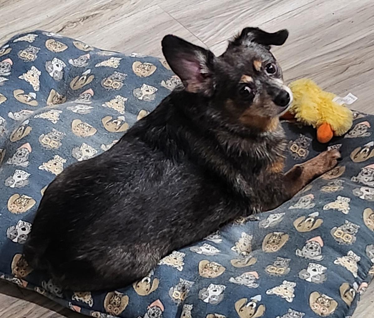 Enlarge Rocky, an adopted Chihuahua in Franklin, TN image 5/5