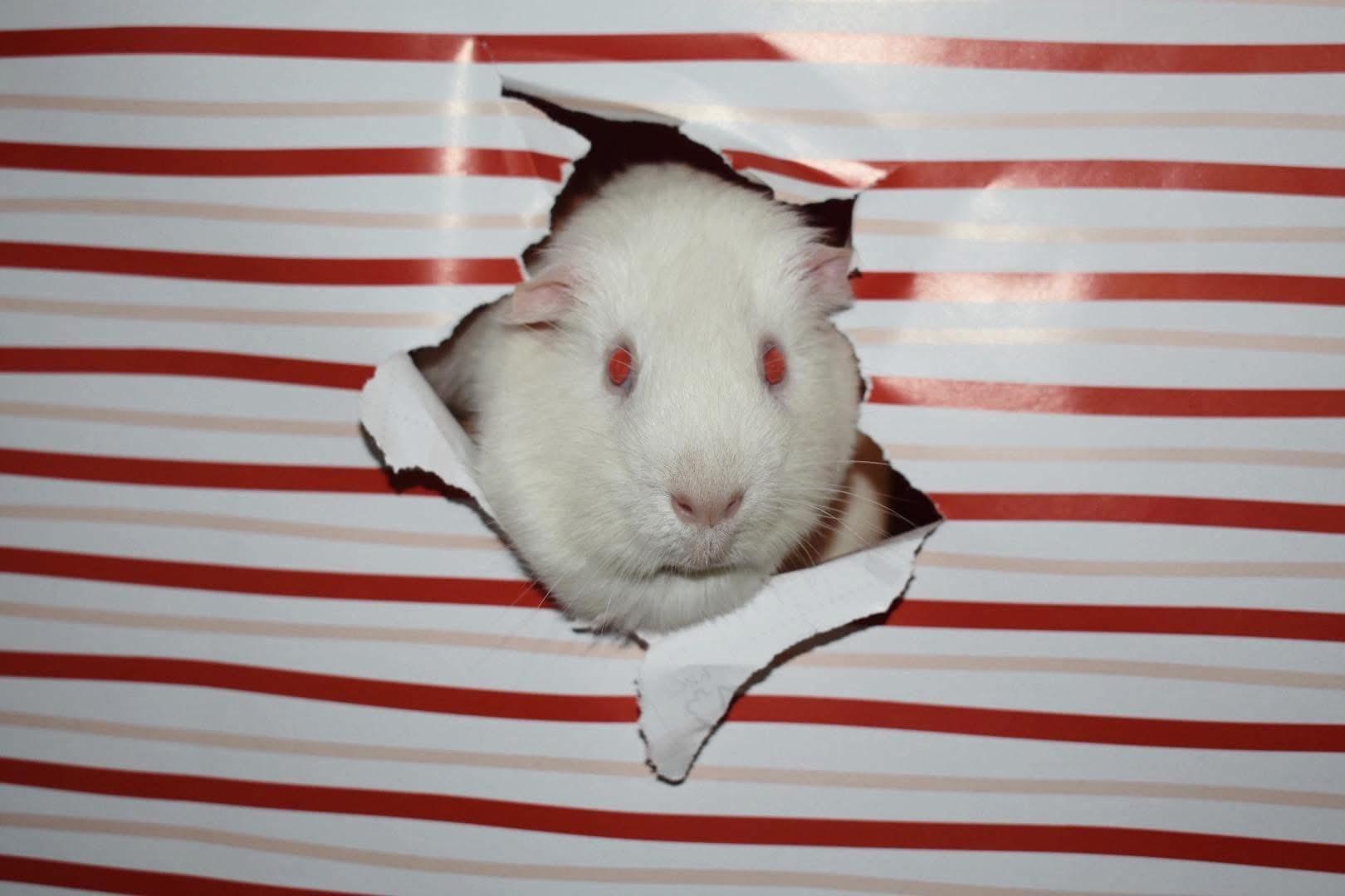 Walter White, Adopted, Adult Male Guinea Pig.