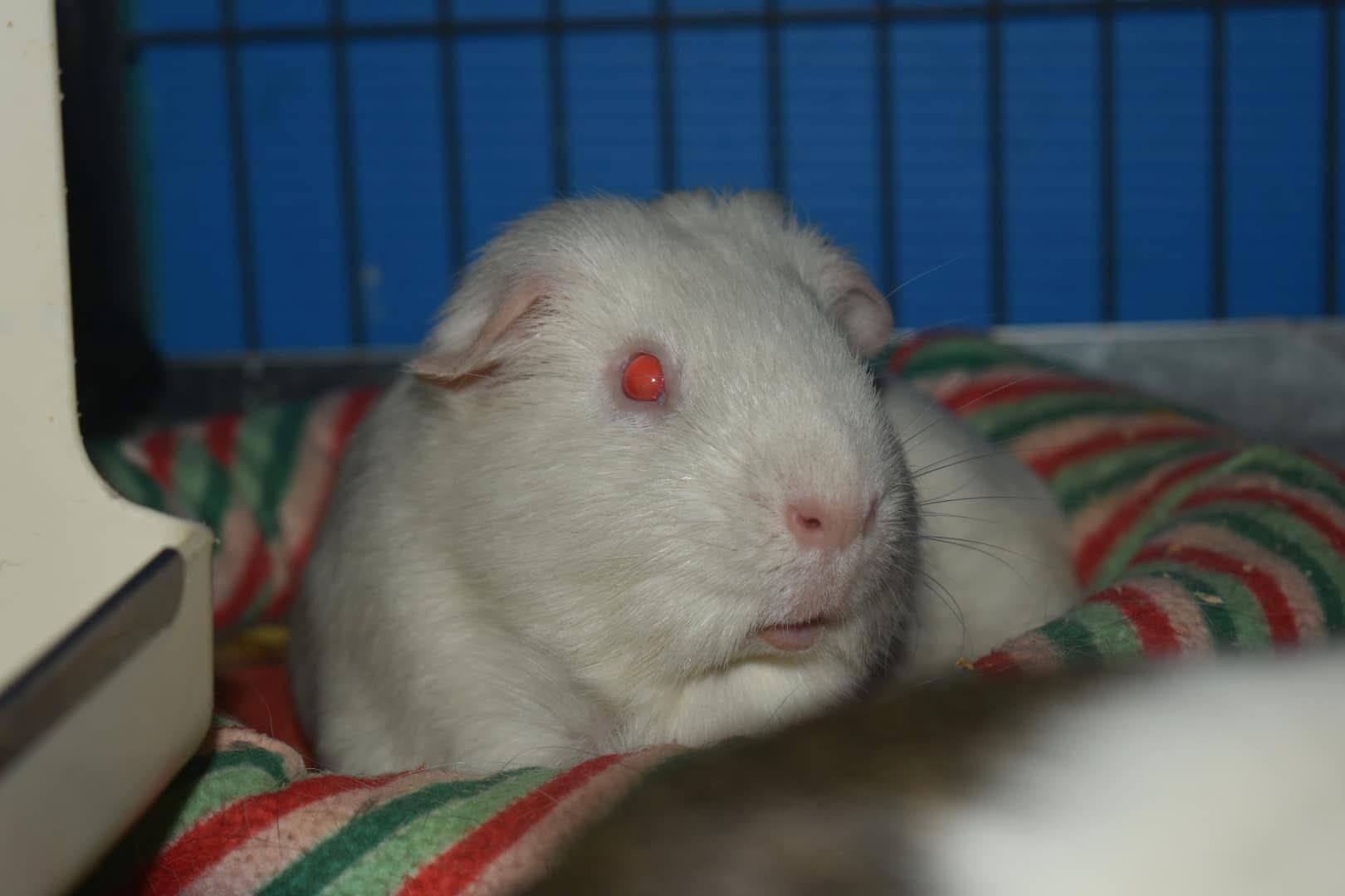 Enlarge Walter White, a Adopted Guinea Pig in Largo, FL image 2/4