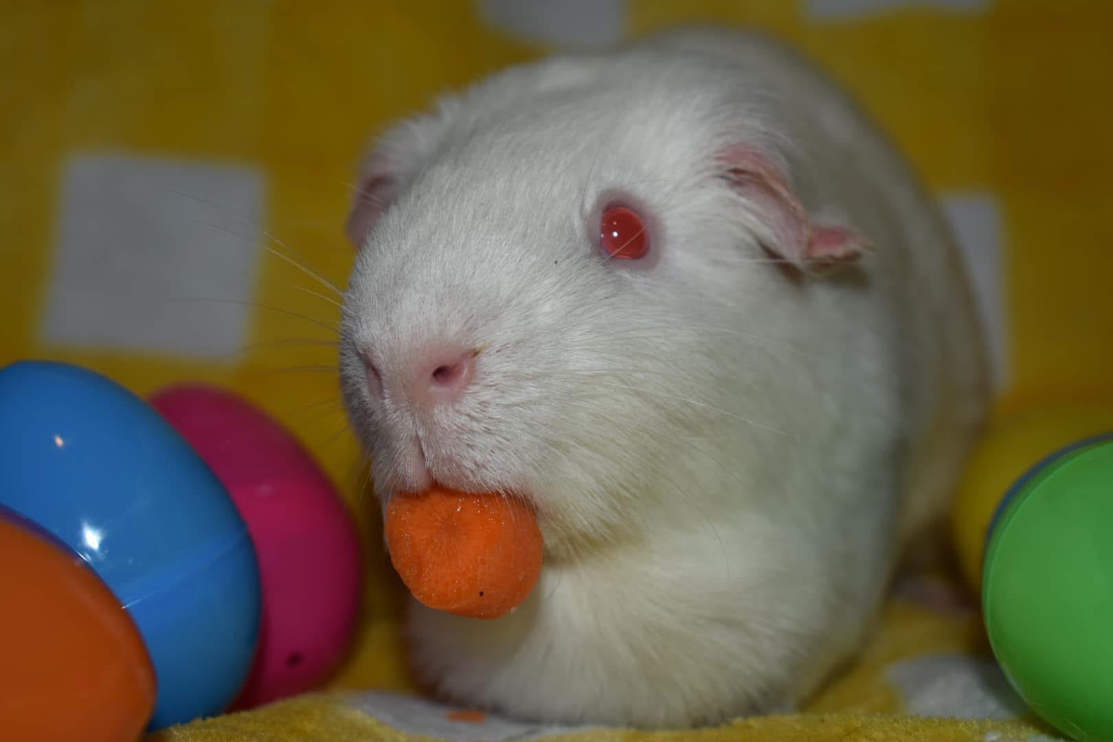 Enlarge Walter White, a Adopted Guinea Pig in Largo, FL image 3/4