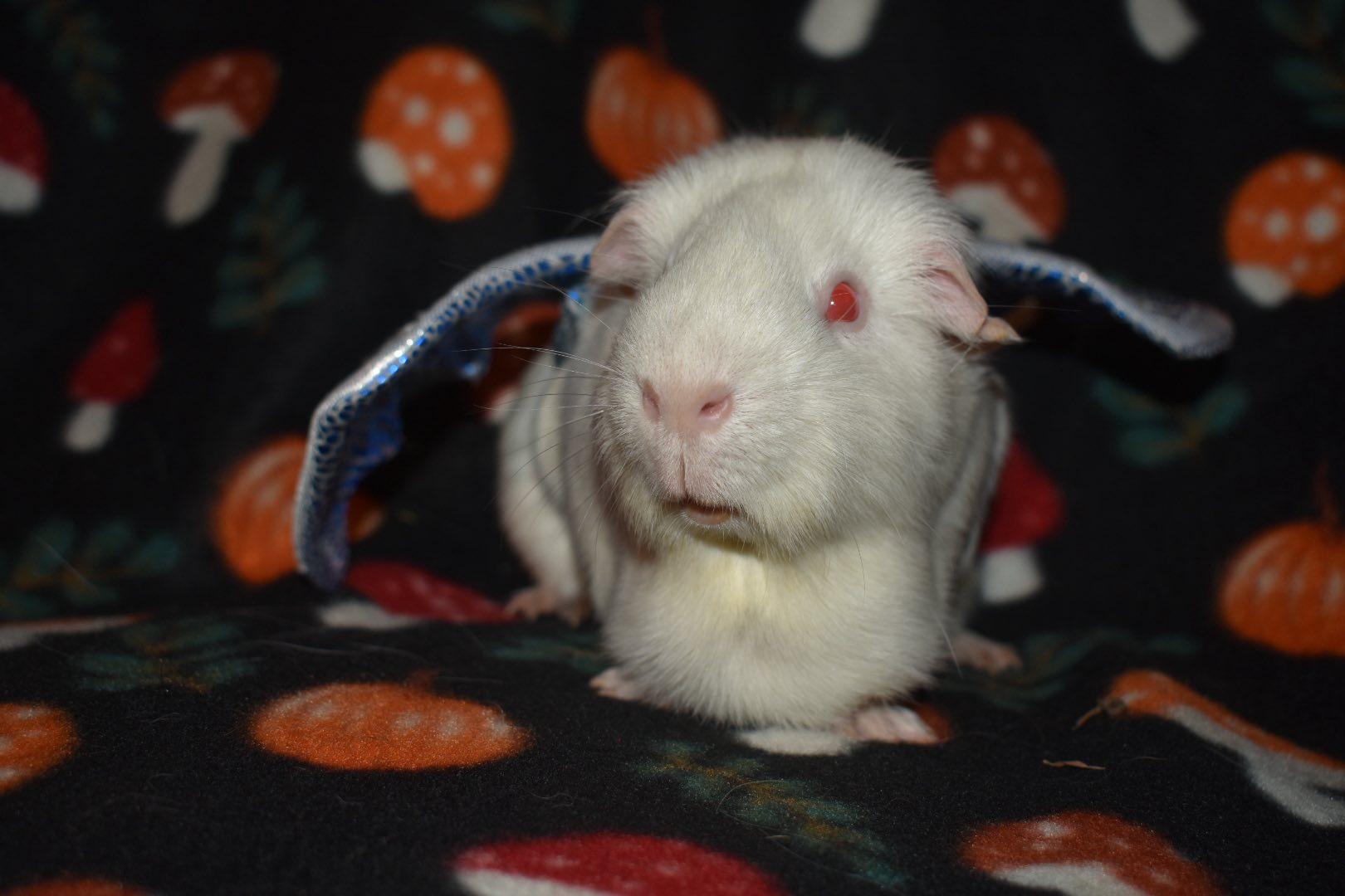 Enlarge Walter White, a Adopted Guinea Pig in Largo, FL image 4/4