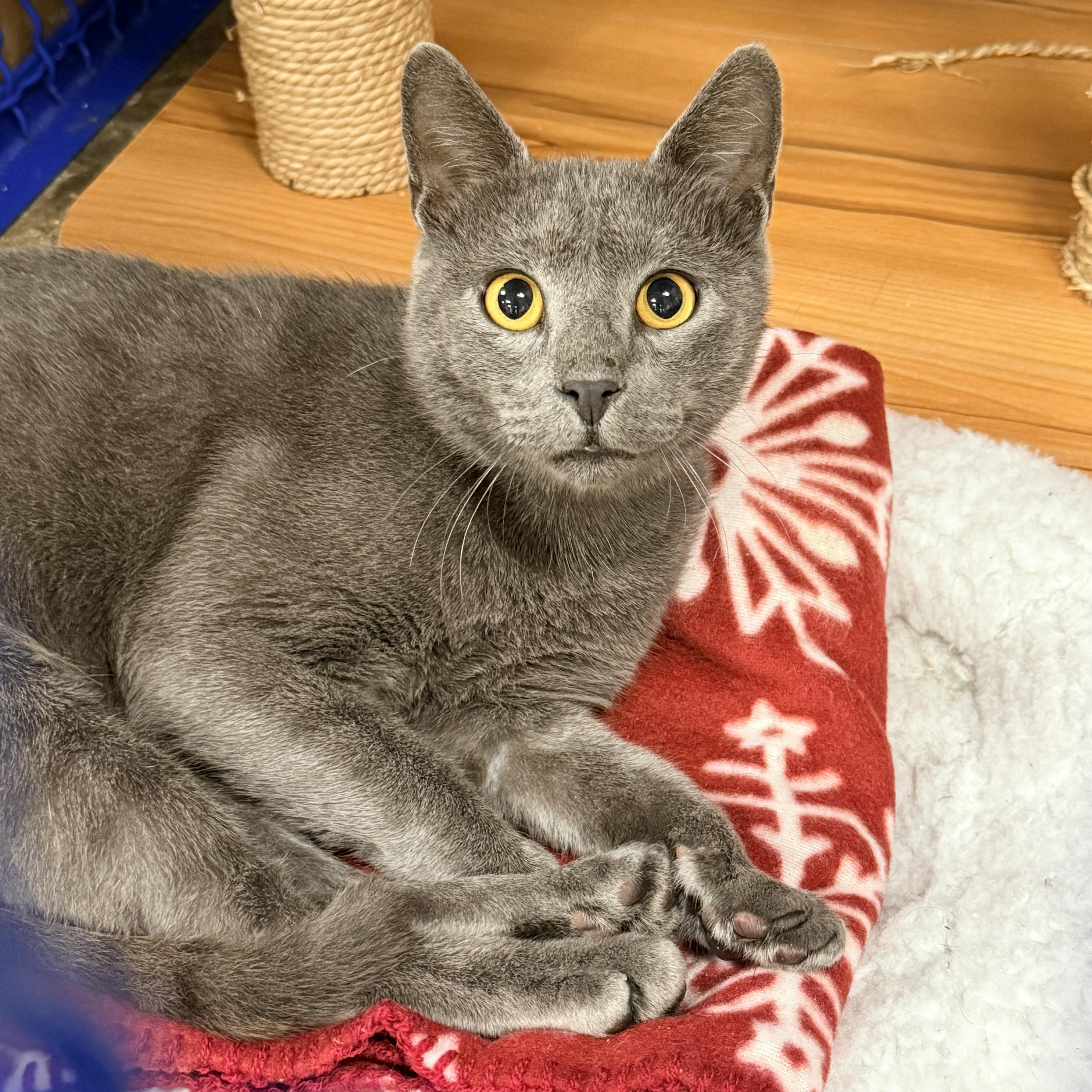 Messi, Adopted, Adult Male Russian Blue & Domestic Short Hair.