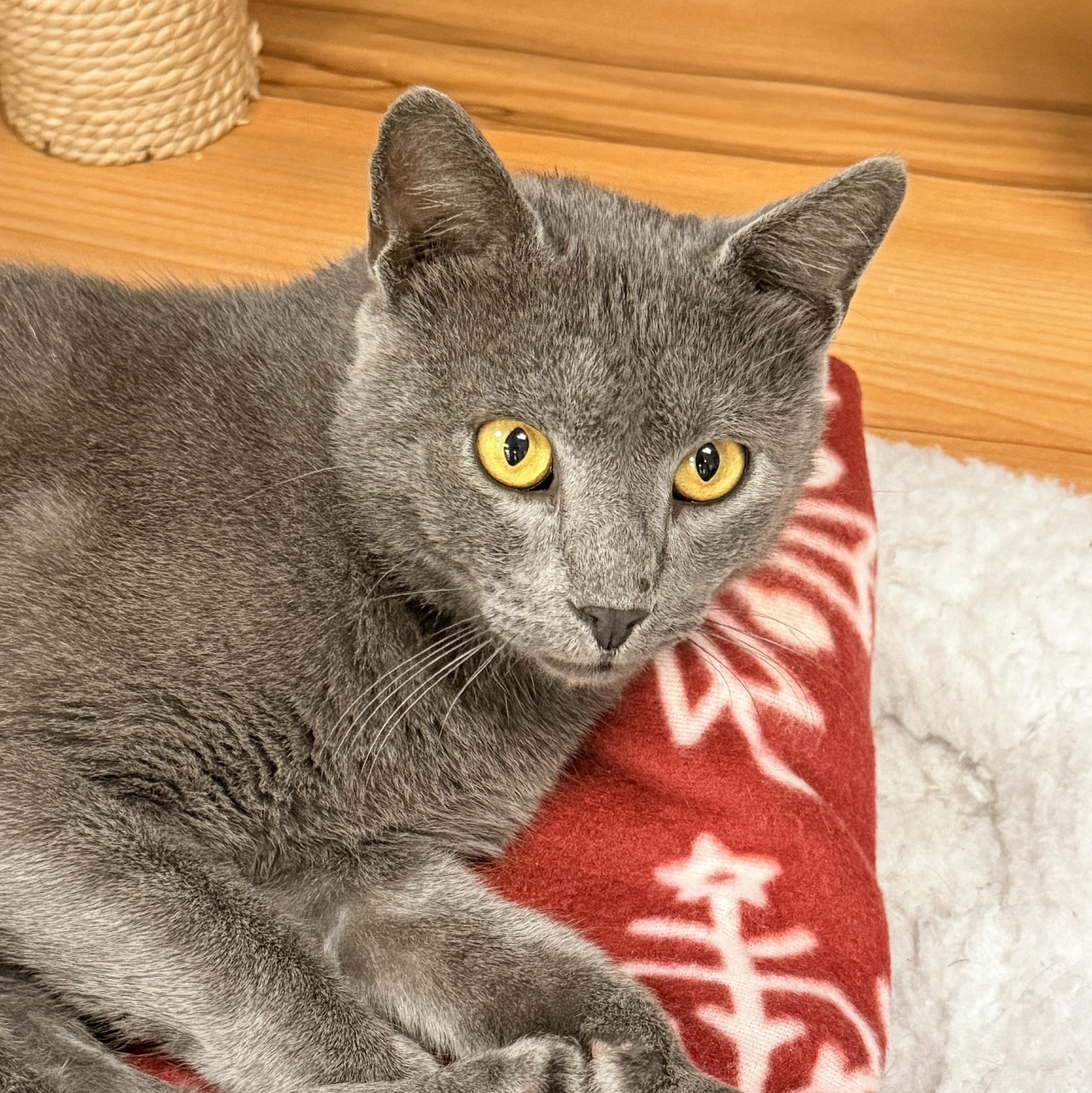 Enlarge Messi, a Adopted mixed breed in Collierville, TN image 2/2