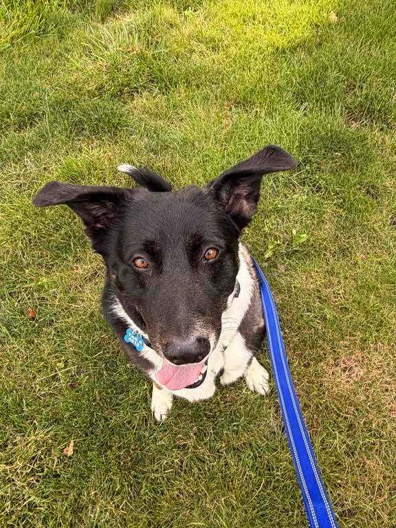 Bosa, Adoptable, Adult Male Border Collie & Shepherd.