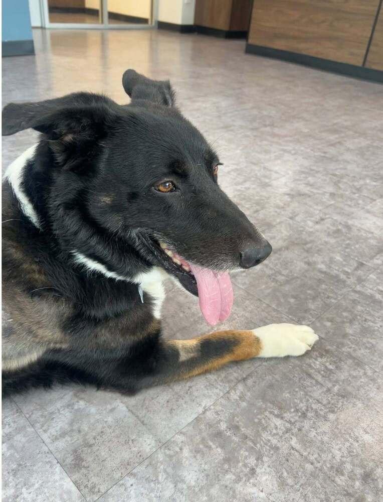Enlarge Bosa, a Adoptable mixed breed in New Albany, OH image 2/5