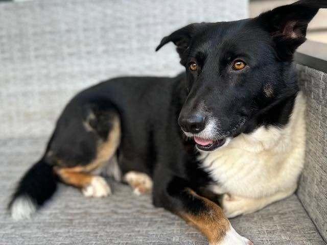 Enlarge Bosa, a Adoptable mixed breed in New Albany, OH image 3/5
