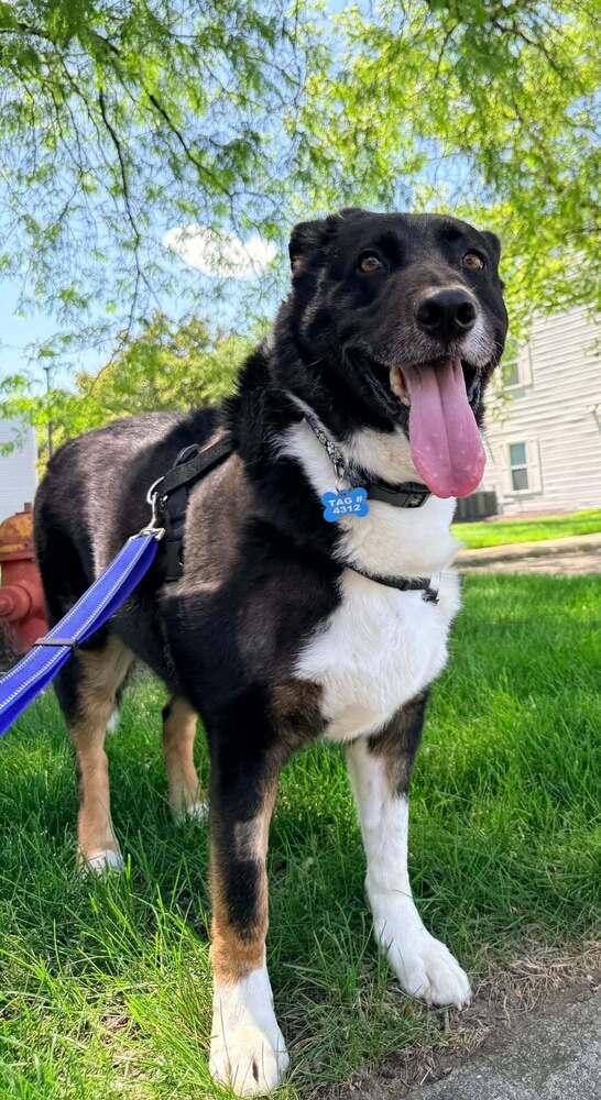 Enlarge Bosa, a Adoptable mixed breed in New Albany, OH image 4/5