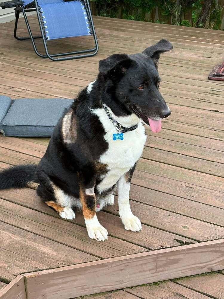 Enlarge Bosa, a Adoptable mixed breed in New Albany, OH image 5/5