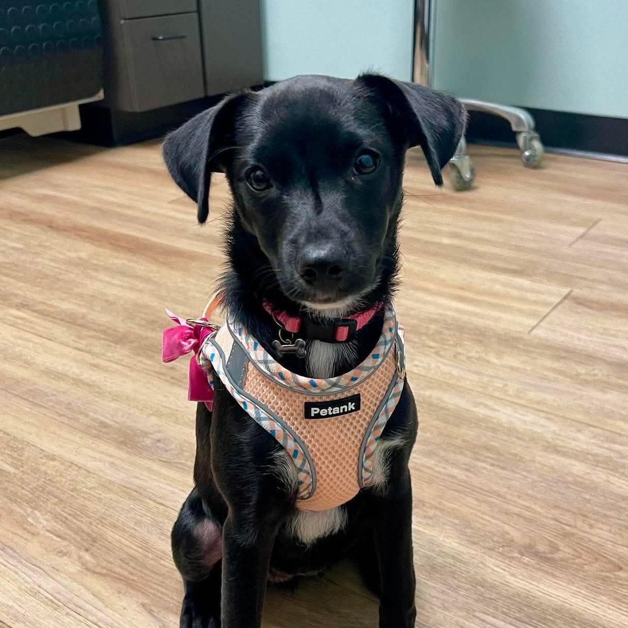 Enlarge Indie, a Adoptable mixed breed in Dallas, TX image 5/6