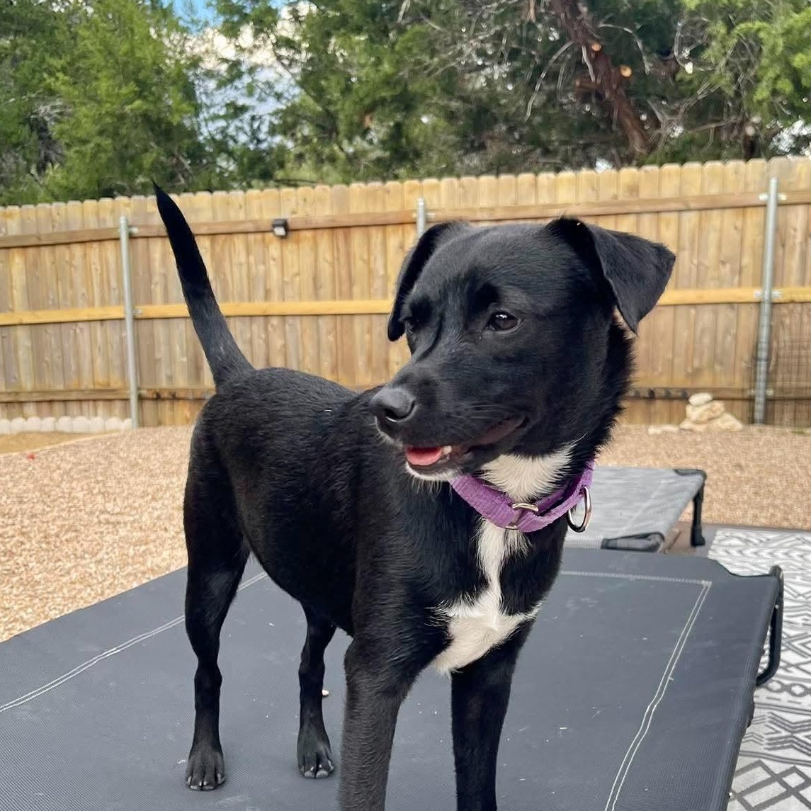 Enlarge Indie, a Adoptable mixed breed in Dallas, TX image 6/6