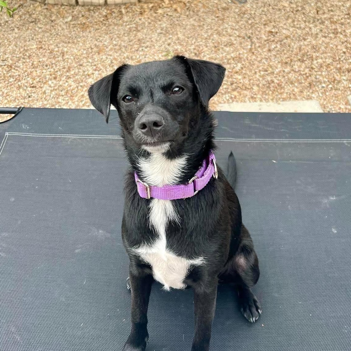 Enlarge Indie, a Adoptable mixed breed in Dallas, TX image 4/6