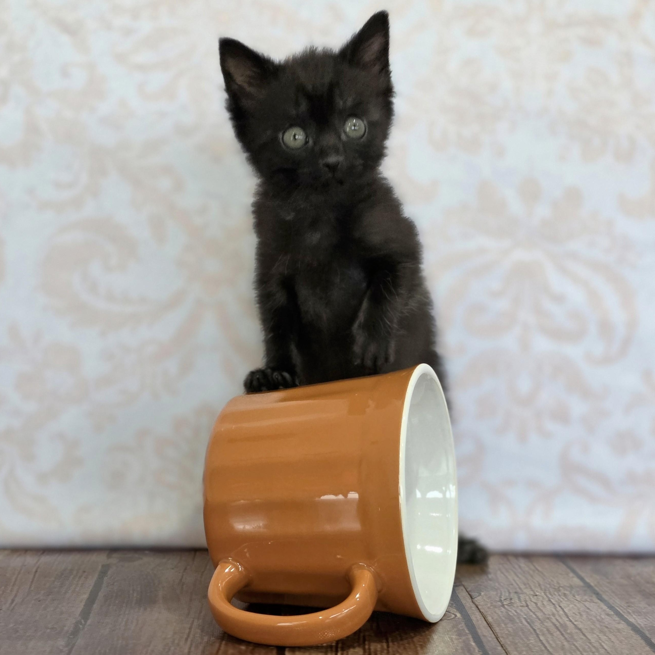 Espresso, an adopted Domestic Short Hair in Macomb Twp, MI image 3/5